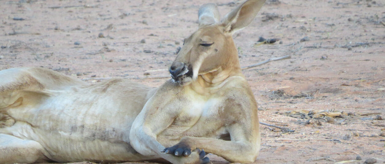 banner-kangaroo-sanctuary-alice-springs-australie