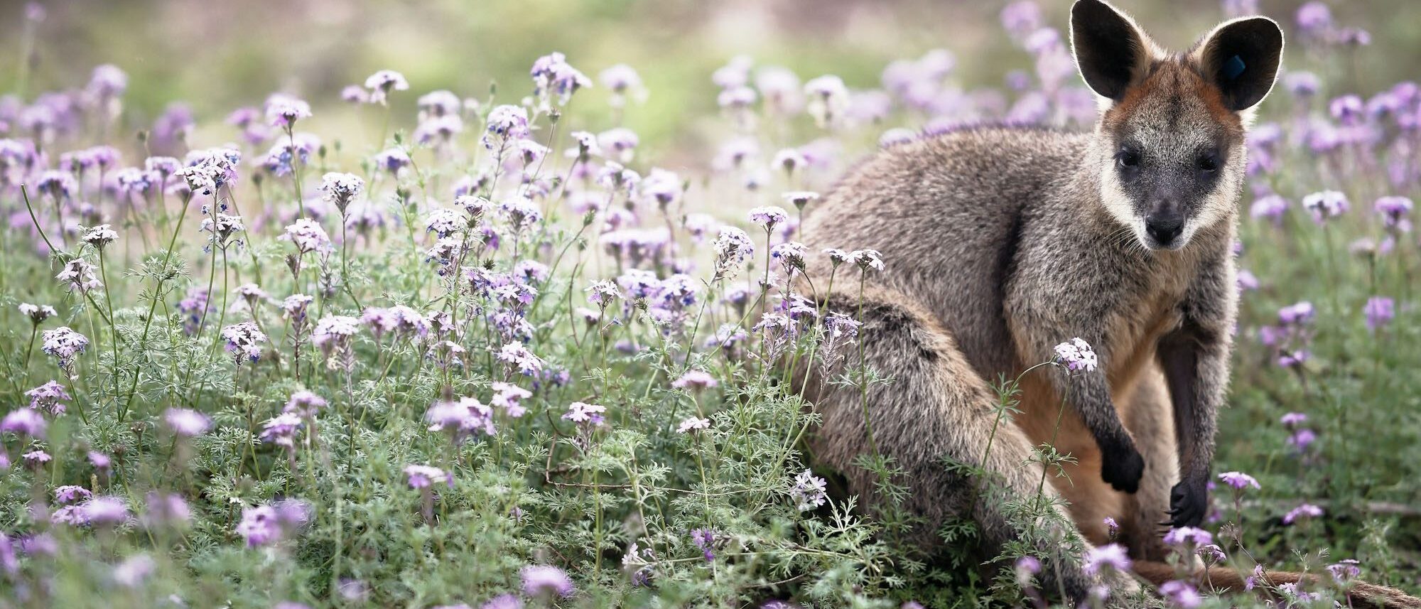 banner-stichting-animalia-wallaby-fidel-fernando-2000x950